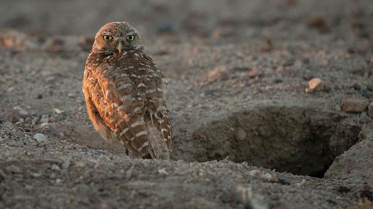 Fake poop helps evicted owls settle into new neighborhood