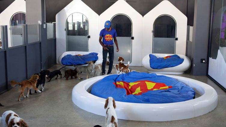 South Africa dog hotel offers 'six star' canine luxury