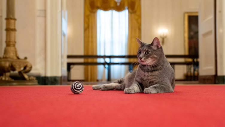 First Feline takes up residence in Biden White House