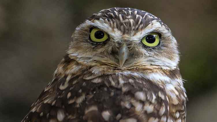 Fake poop helps evicted owls settle into new neighborhood