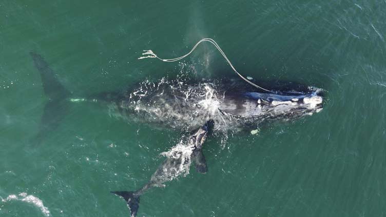 Weak protection for vanishing whale violates law, judge says