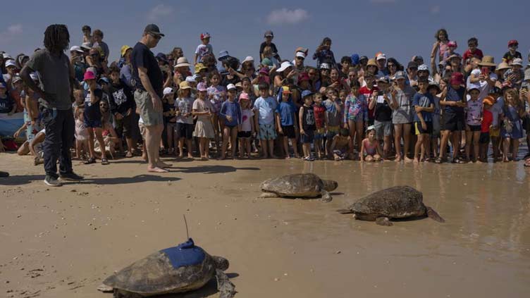 Rescued sea turtles in Israel released back to the wild