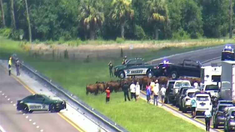 Cows block Florida's Turnpike after truck fire