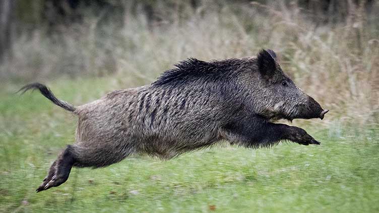 Water hazard! Wild boar rescued from Spanish golfing pond amid heatwave