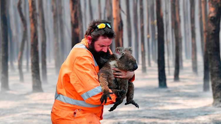 'Shocking' report lists devastation to Australia wildlife