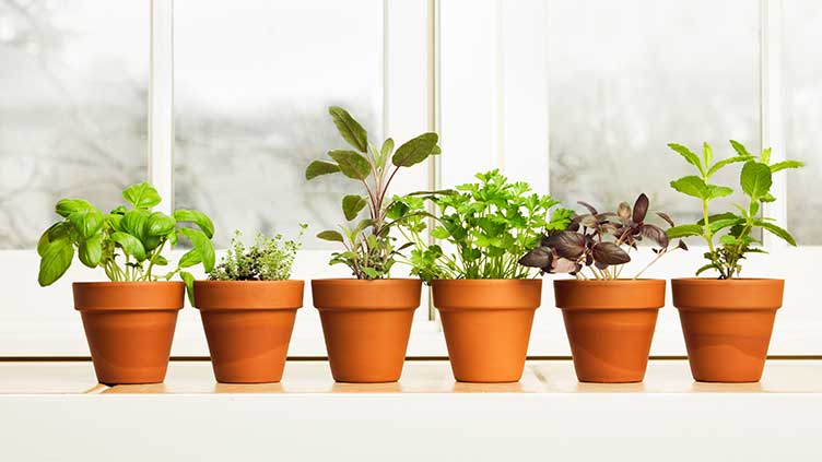 How to cook with garden and windowsill herbs this summer