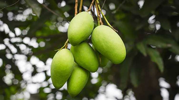 India's mango man, father of 300 varieties
