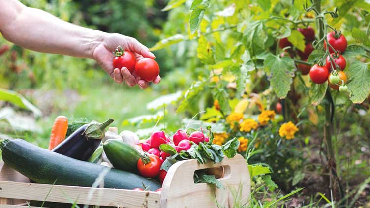 5 common ailments in vegetable gardens and how to treat them