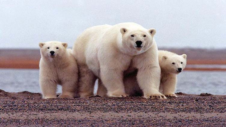 Human food waste 'threat' to polar bears: report