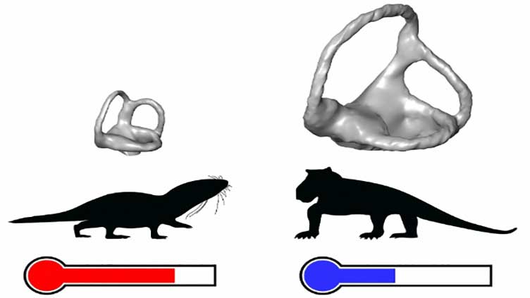 Scientists reveal origin of mammal evolution milestone: warm-bloodedness