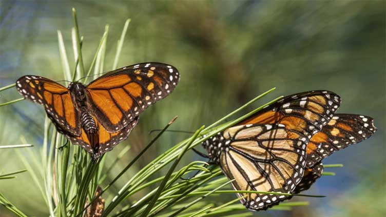 Beloved monarch butterflies now listed as endangered