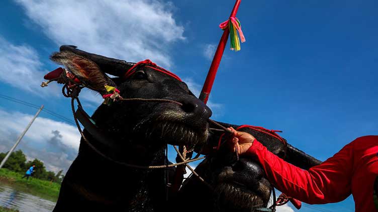 Traditional Thai buffalo race kicks off rice growing season