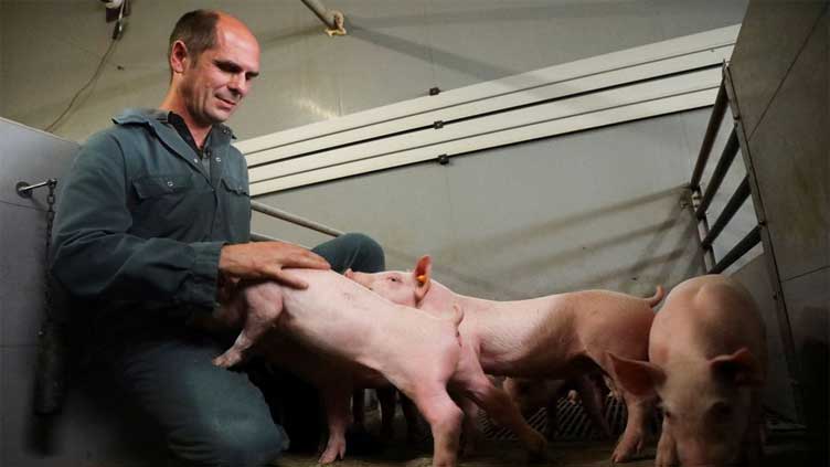 Belgian researchers study pigs' response to music
