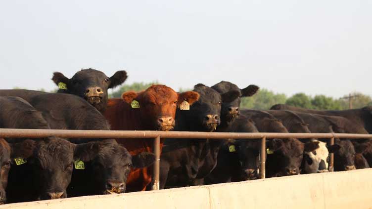 Thousands of U.S. cattle buried, dumped at Kansas landfill