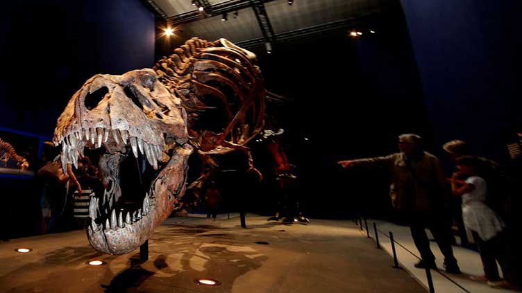 Scientists defend T. rex as only species of mighty Tyrannosaurus