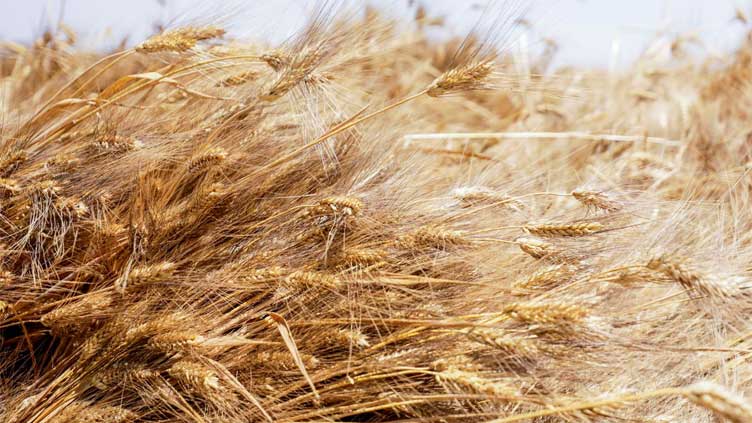 Egypt cancels contracts for 240,000 T of stranded Ukrainian wheat -sources