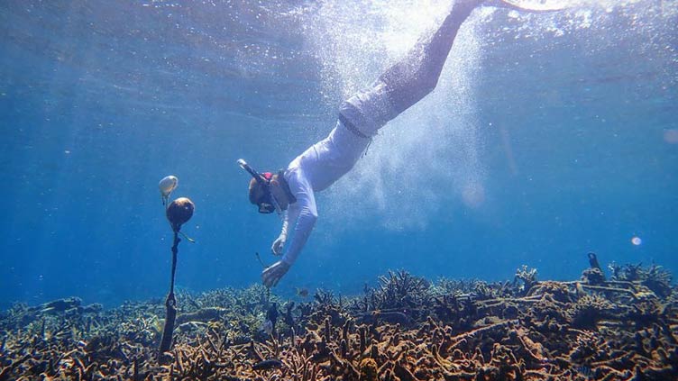 Crackling or desolate?: AI trained to hear coral’s sounds of life