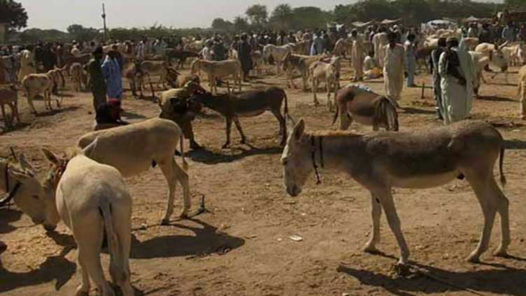 Number of donkeys in country increases by 100,000 within year 