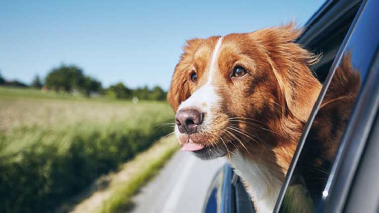 Road trip with a dog? Tips for making you both happy