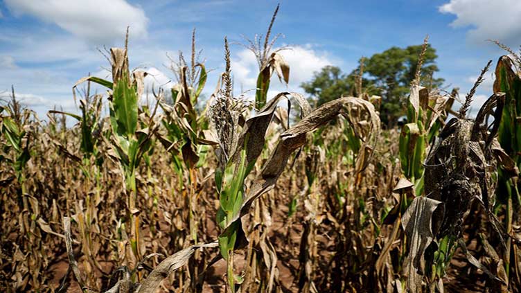 Too much water? Argentina farm belt rains mark shift away from drought fears