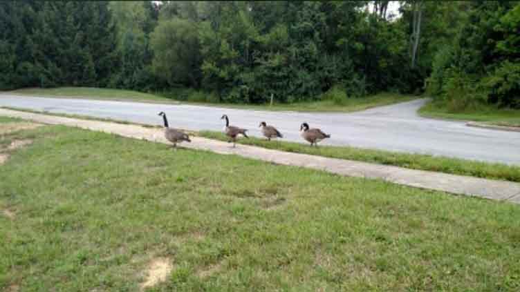 Zoo temporarily closes some areas to protect birds