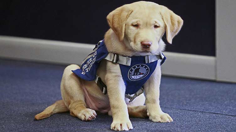 Aroostook County to have dedicated courthouse therapy dog