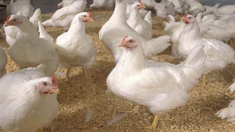 Bird flu detected among mixed species flock in South Dakota