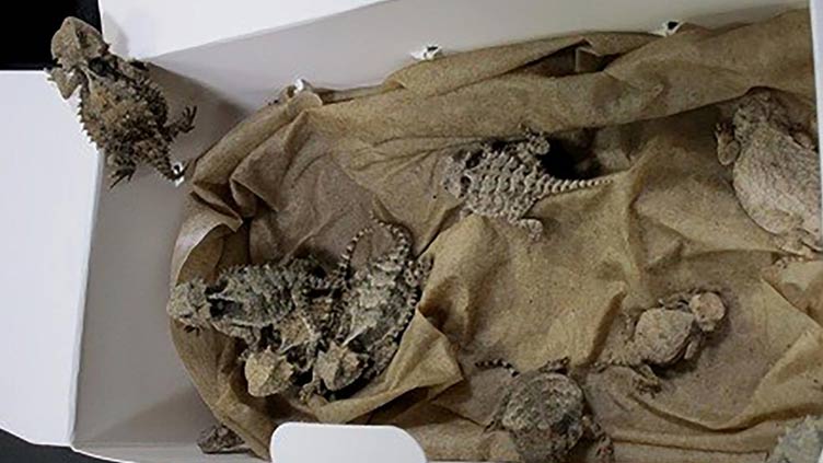 US Border authorities find 52 reptiles hidden in man's clothing