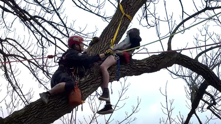 Indiana boy rescued after getting stuck in tree rescuing cat