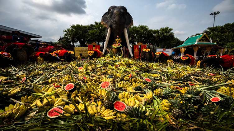 Thailand lays out buffet for elephants in national celebration