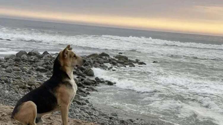 Dog waits for his dead fisherman owner everyday