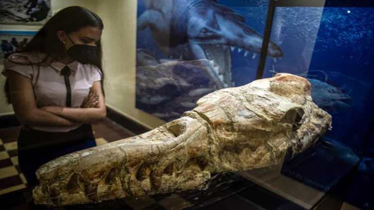 In Peru, skull of 'marine monster' points to fearsome ancient predator