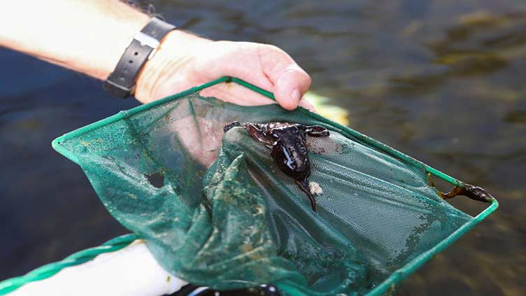 Fish waste become octopus food as farms expand amid captivity concerns