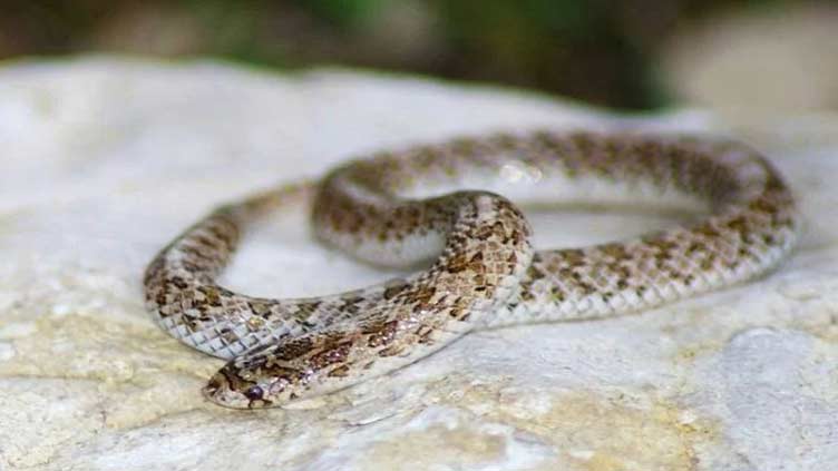 Snake uses farting as defense mechanism to confuse attackers