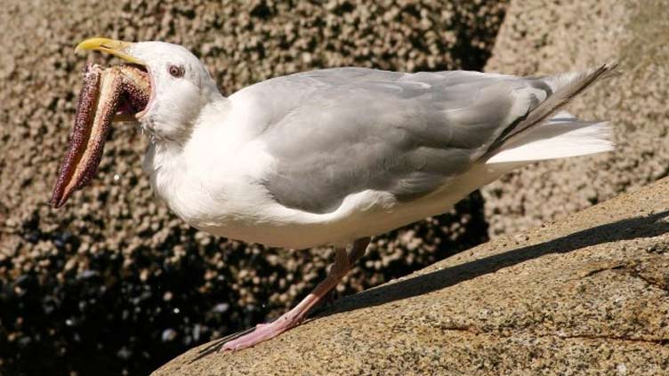 Venice hotels arming guests with water guns to ward off seagulls