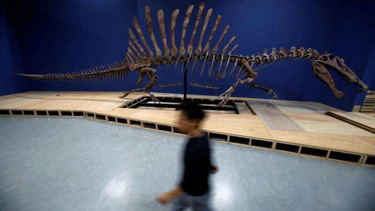 Bone density study confirms watery lifestyle of 'ominous' Spinosaurus