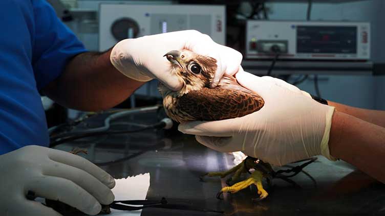 A top-notch hospital in Doha is busy: Only falcons allowed