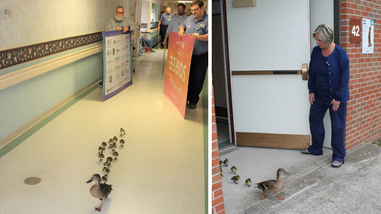 Mother duck hatches eggs at Florida hospital's maternity center