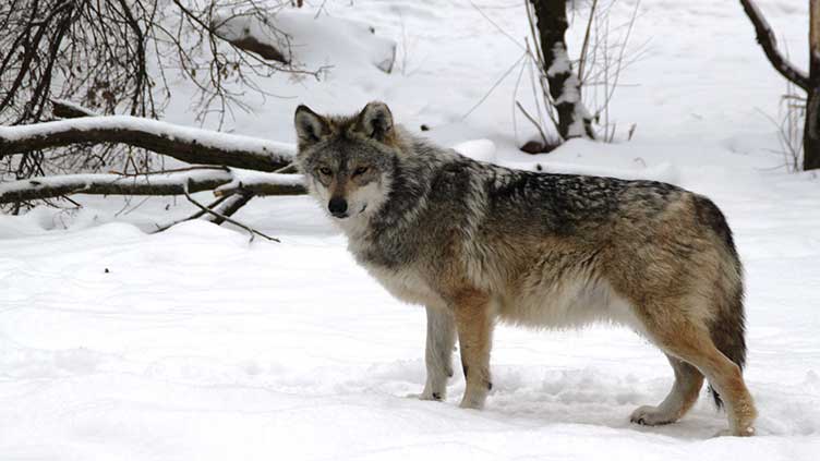 Growth slows for endangered Mexican gray wolf population