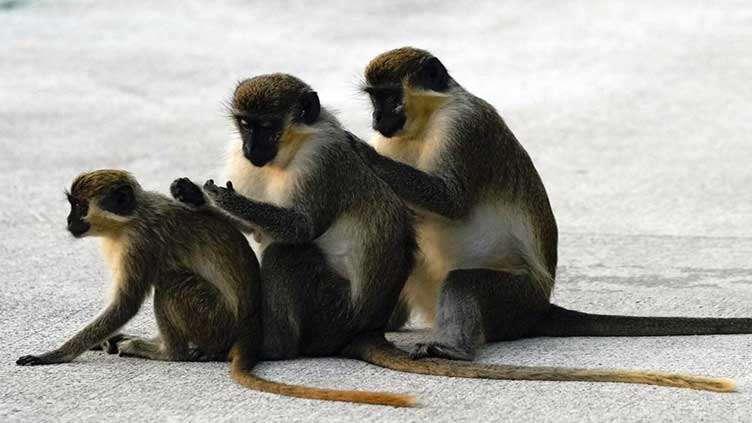 Monkeys near Florida airport delight visitors