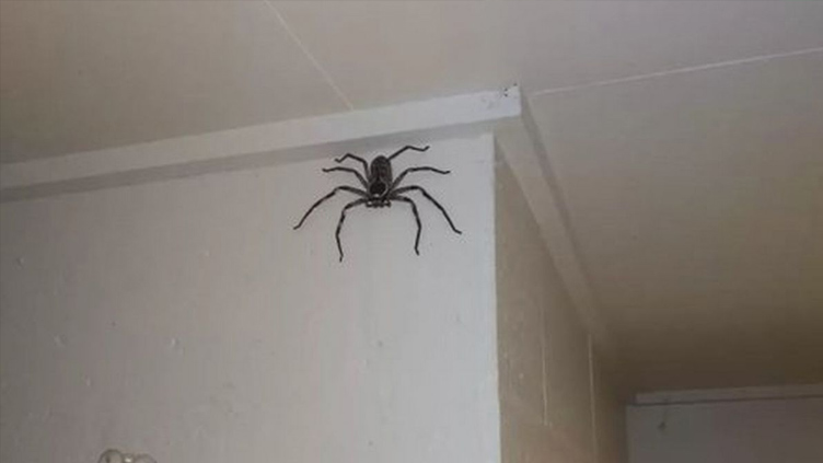  Man shares home with monster spider for a year and 'hopes she'll grow MORE'