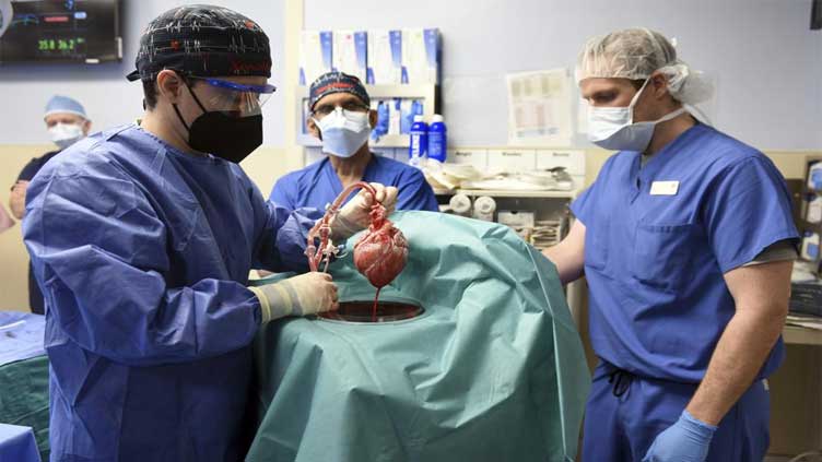 Virus found in pig heart used in human transplant