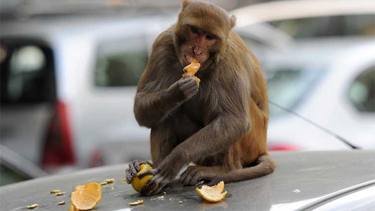 Monkey took away all the evidence: Rajasthan police tells court during hearing of murder case
