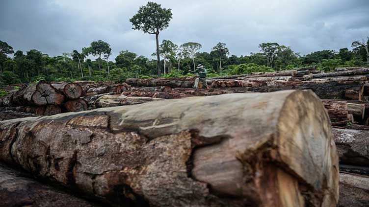 Brazil's Amazon deforestation hits record for month of April