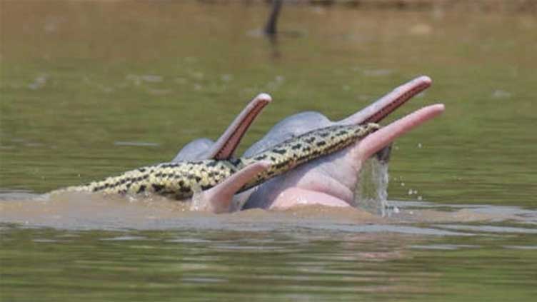 Two Dolphins seen 'Playing' with an anaconda while sexually aroused