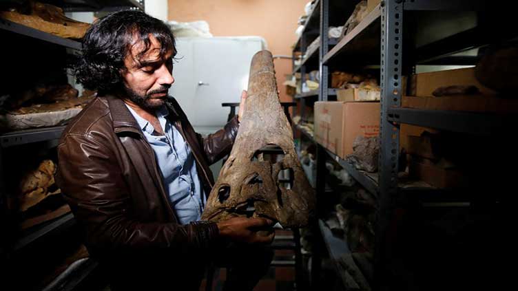 Prehistoric fossil in Peru sheds light on marine origin of crocodiles