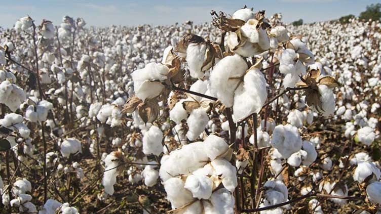 Cotton cultivated over 1.936 million hectares, 83.4pc target achieved