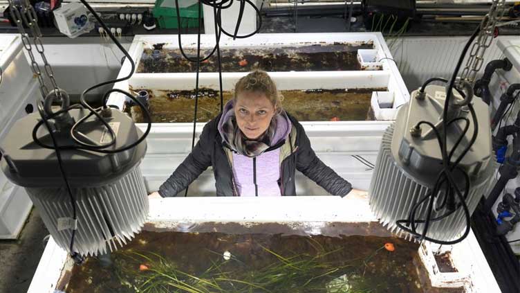 Scientists in Germany turn up heat on seagrass in climate change fight