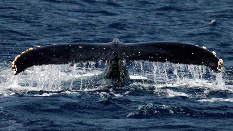 Blue whales found to swallow 10 million microplastic pieces daily