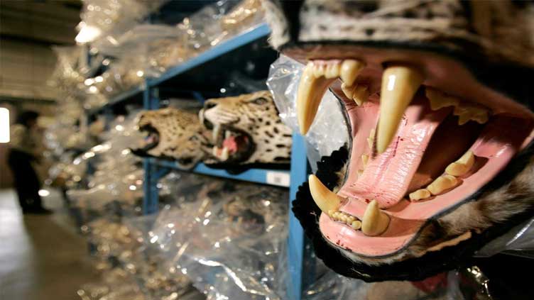  Tiger seizures up in parts of Asia despite conservation efforts